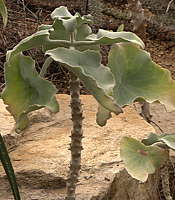 Kalanchoe beharensis