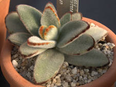 Kalanchoe tomentosa