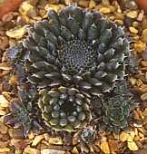 Orostachys spinosa