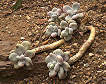 Pachyphytum oviferum