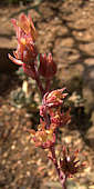 pachyphytum hookeri