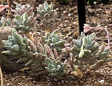 Pachyphytum hookeri