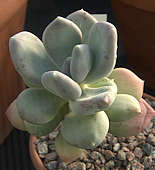 pachyphytum glutinicaule