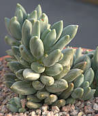 pachyphytum longifolium