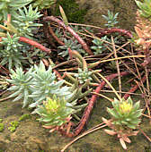 Sedum sediforme