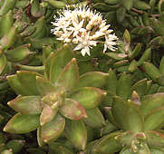 Sedum adolphii