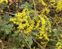 Sedum hultenii