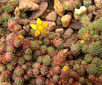 Sedum humifusum