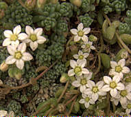 Sedum dasyphyllum