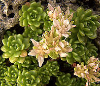 Sedum trollii