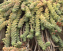 Sedum burrito