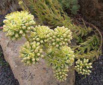 Sedum sediforme