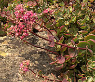 Hylotelephium (Sedum) ewersii