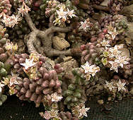 Sedum furfuraceum