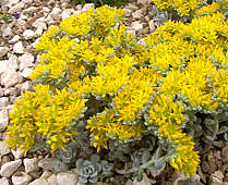 Sedum spathufolium 'Cape Blanco'