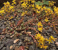 Sedum borissovae