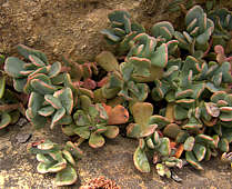 Sedum oregonense