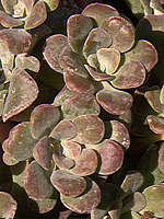 Sedum spathulifolium purpureum