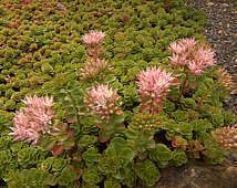 Phedimus spurius Syn. Sedum spurium