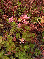 Phedimus stoloniferus Syn. Sedum stoloniferum