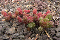 Sedum hispanicum