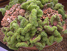 Sedum reflexum cristatum