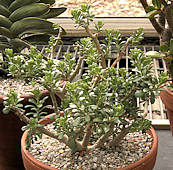 Sedum oxypetalum