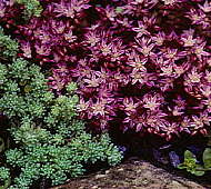 Sedum pallidum - cultivated