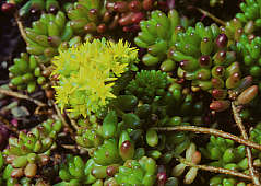 Sedum rubrotinctum