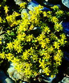 Sedum acre - Littlehampton beach, UK