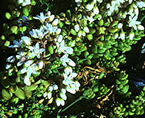 Sedum album - Littlehampton beach, UK