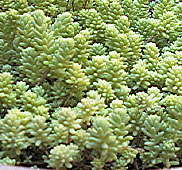 Sedum diffusum - cultivated - Photo: PJ Tolley