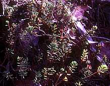 Sedum havardii - Chisos Mountains, Texas