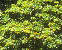Sedum pachyclados - cultivated