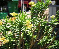 Sedum praeltum - cultivated