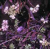 Sedum wrightii