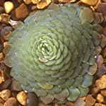 rosularia sp.