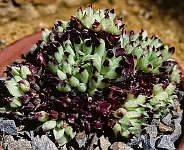 Sempervivum tectorum monstrose