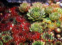 Sempervivum cultivars