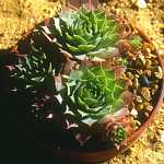 Sempervivum cv. Emerson's Giant