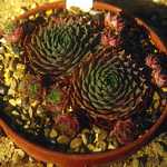 Sempervivum cv. Corona