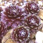 Sempervivum cv. Gamma