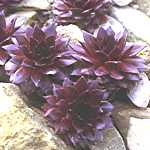 Sempervivum 'Bronco'