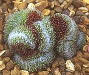 Sempervivum arachnoideum cristate