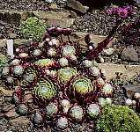 Sempervivum arachnoideum 'Robin'