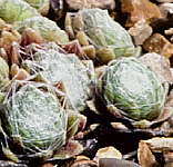 Sempervivum arachnoideum 'White Christmas'