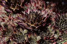 Sempervivum 'Bronze Pastel'