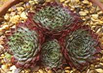 Sempervivum calcoreum