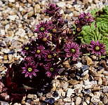 Sempervivum giuseppe