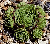 Sempervivum giuseppe